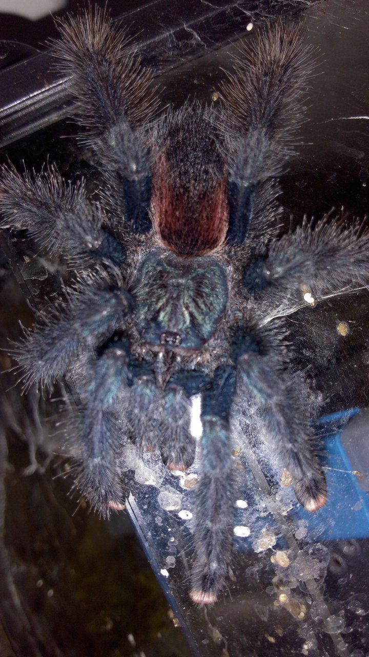 A avicularia