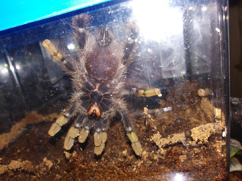 A. avicularia