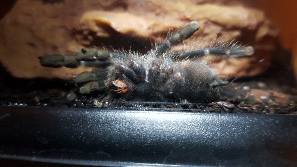 A. Avicularia