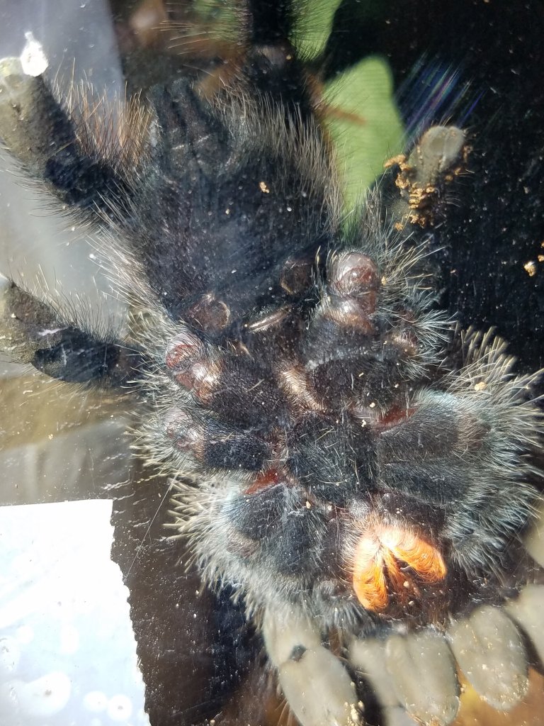 A. Avicularia