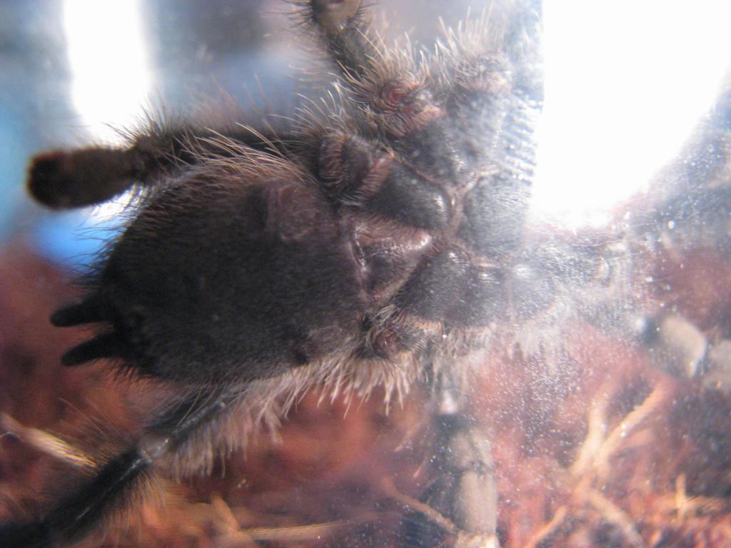 A. avicularia