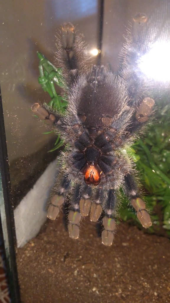 A. avicularia