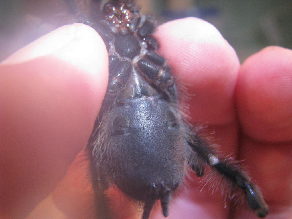 A avicularia