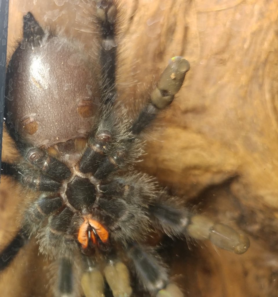 A. Avicularia