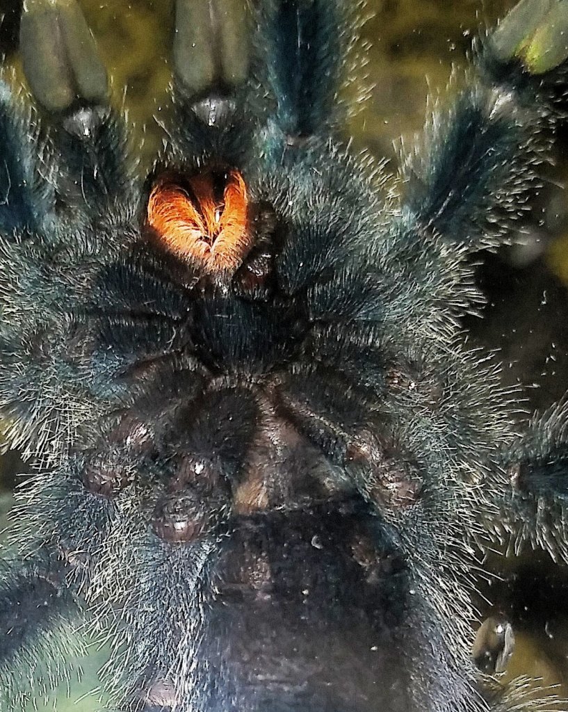 A. Avicularia