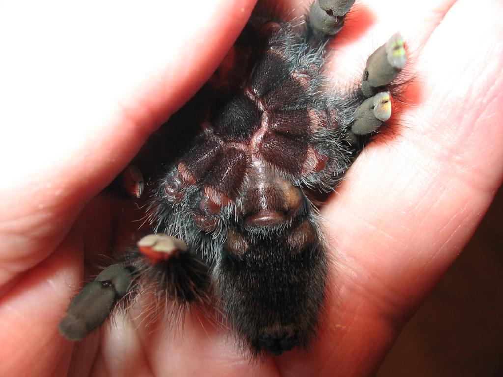 A. Avicularia