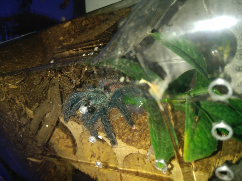 A.avicularia