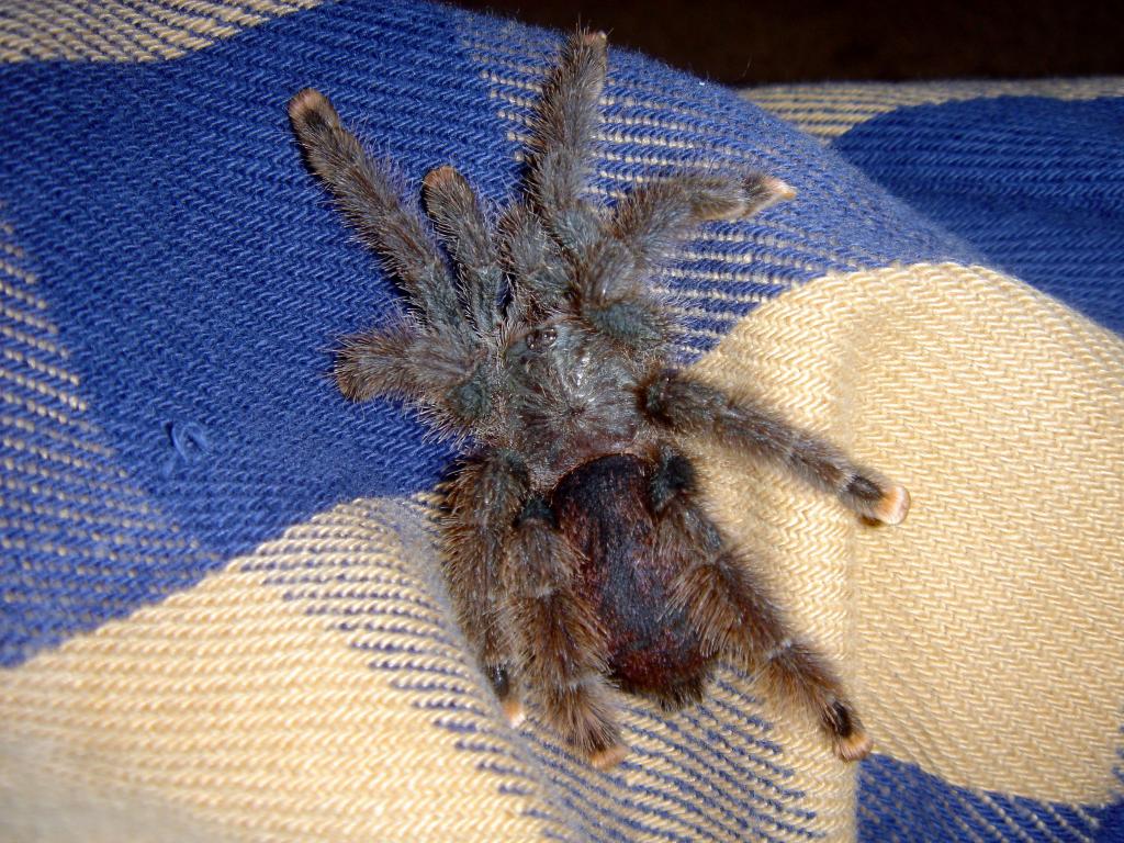 A. Avicularia