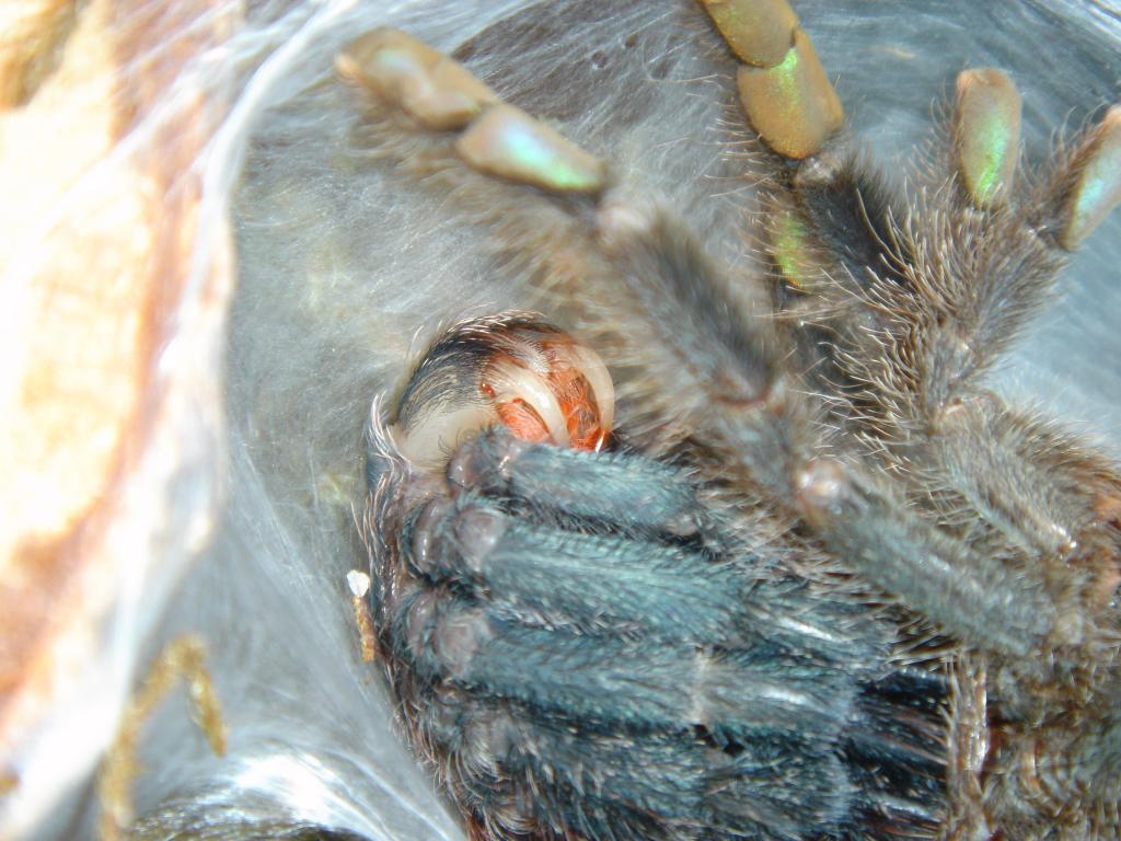A. Avicularia