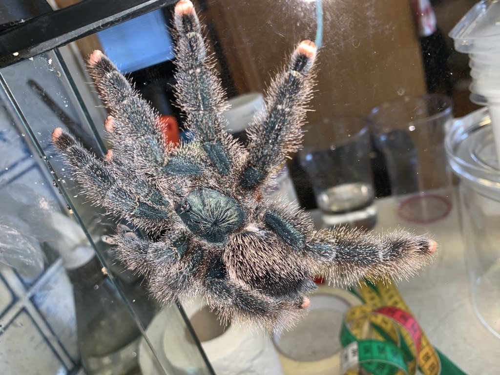 A.avicularia