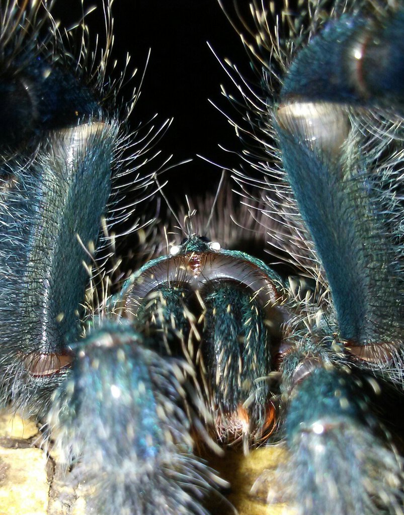 A. avicularia