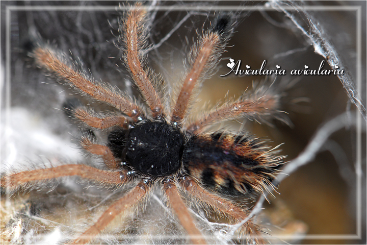 A avicularia