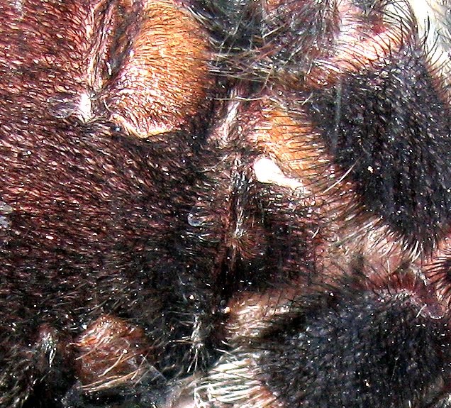 A. avicularia