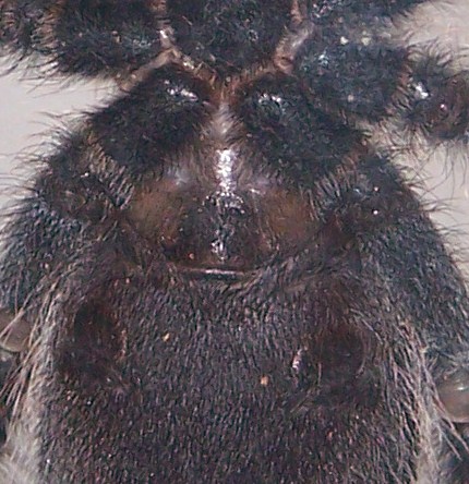 A. Avicularia