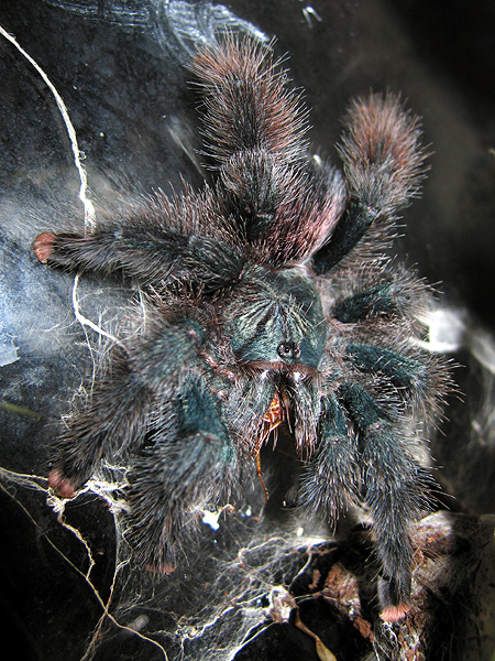 A. avicularia