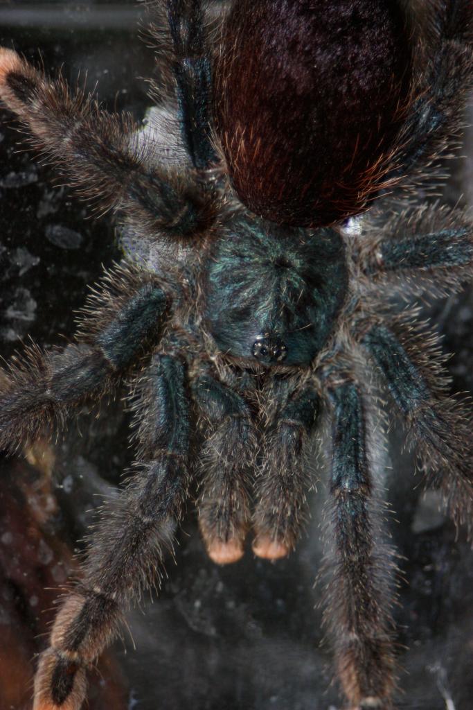 A. avicularia