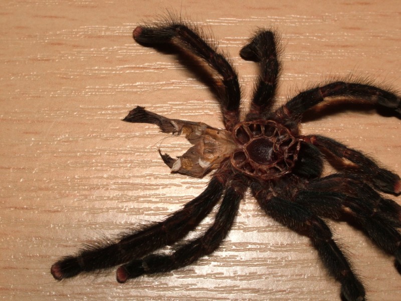 a.avicularia