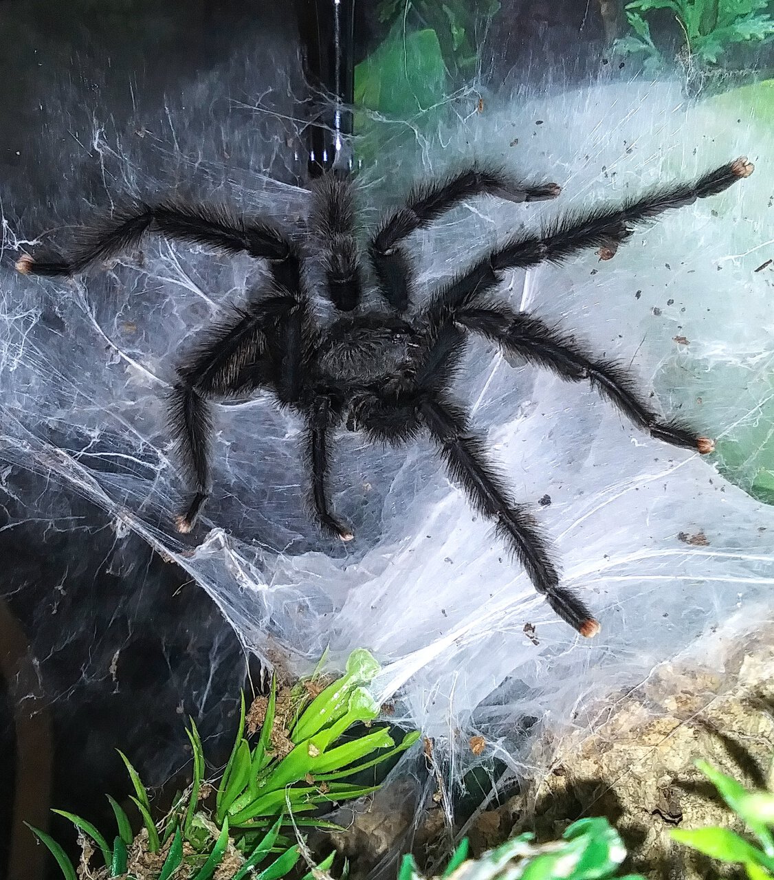 A. avicularia