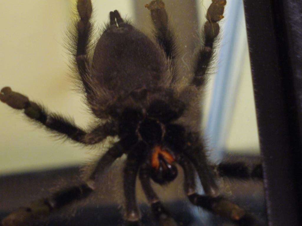 A. avicularia