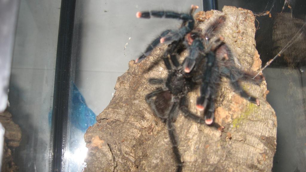 A. Avicularia's Mating