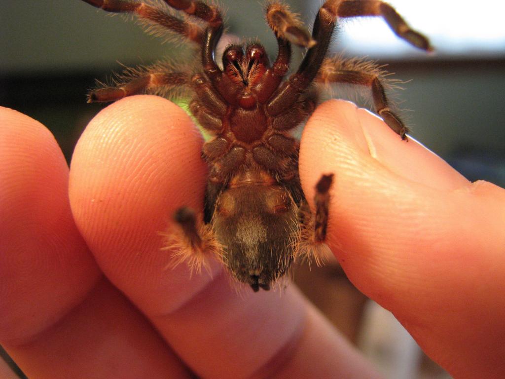 A better pic of my B. smithi