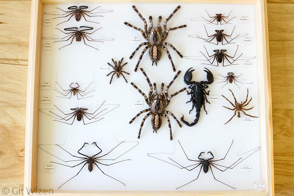 A box with some prepared arachnid molts