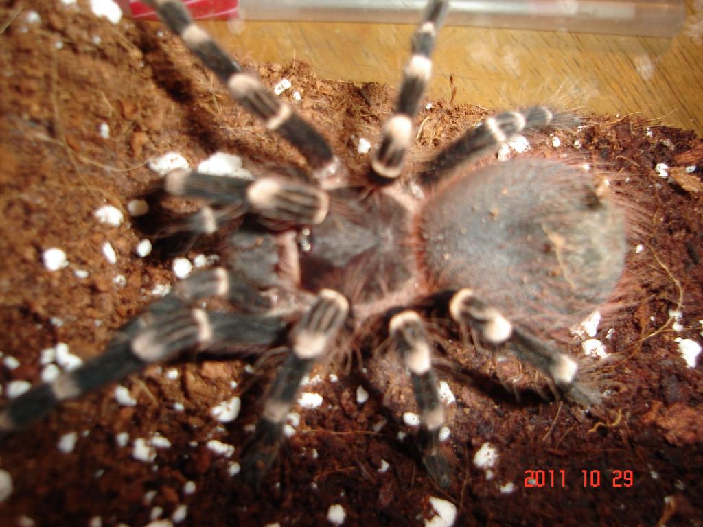 A Brocklehursi 3" female