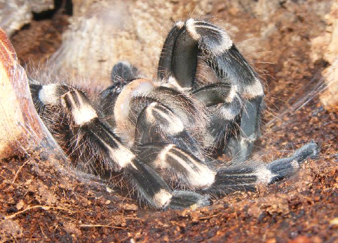 A. brocklehursti (post-molt)