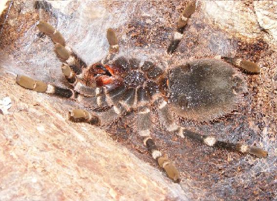 A. brocklehursti (pre-molt)