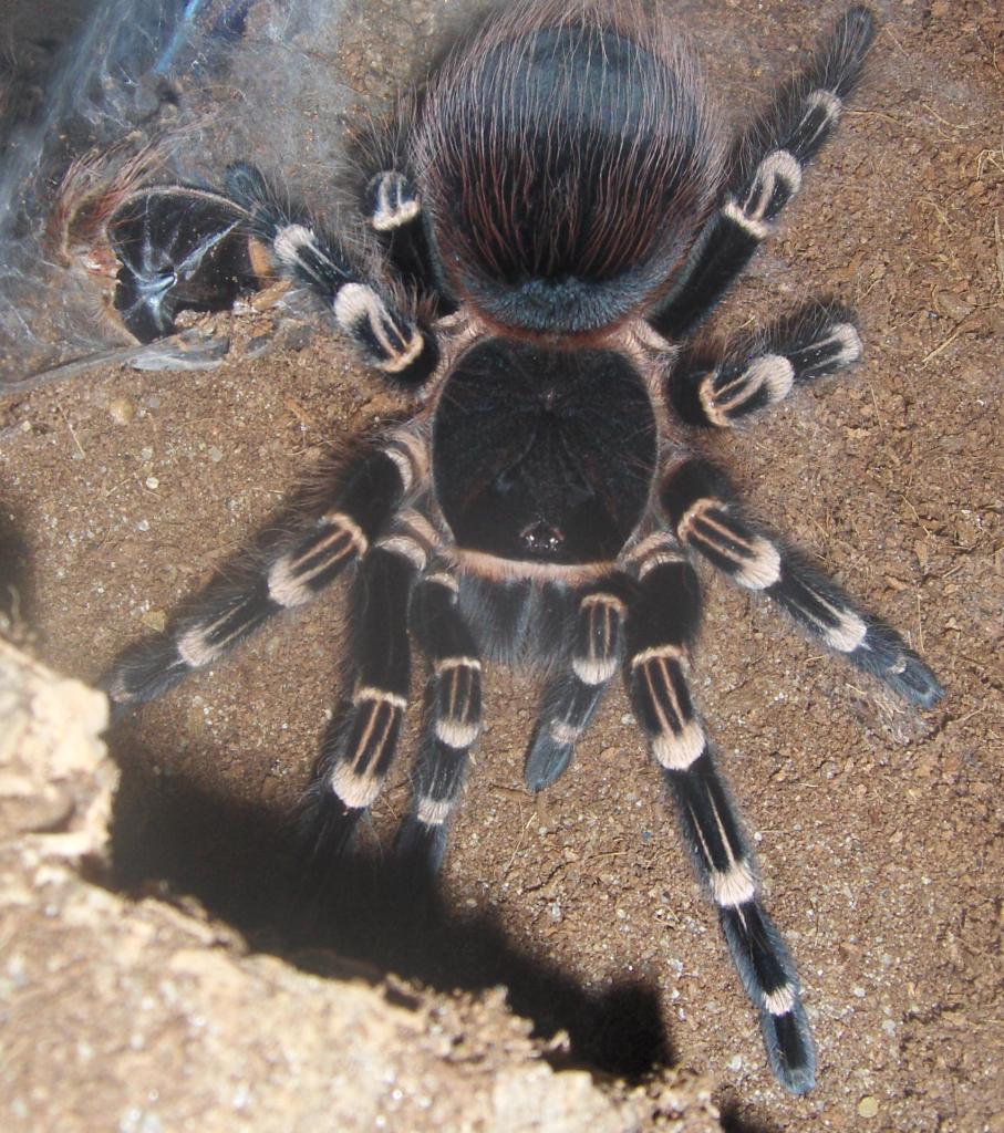 a.brokelhursti