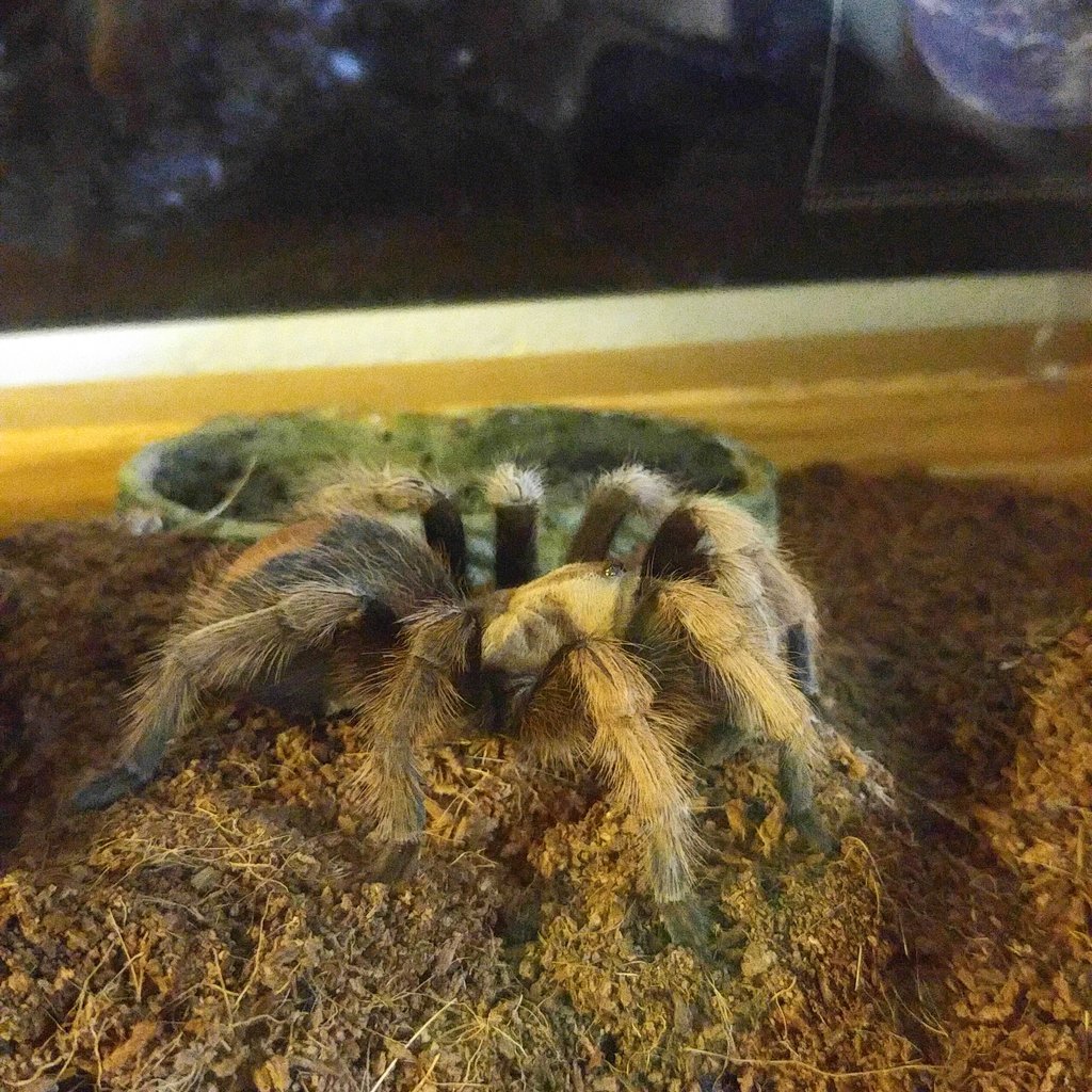 A. chalcodes, February 2017