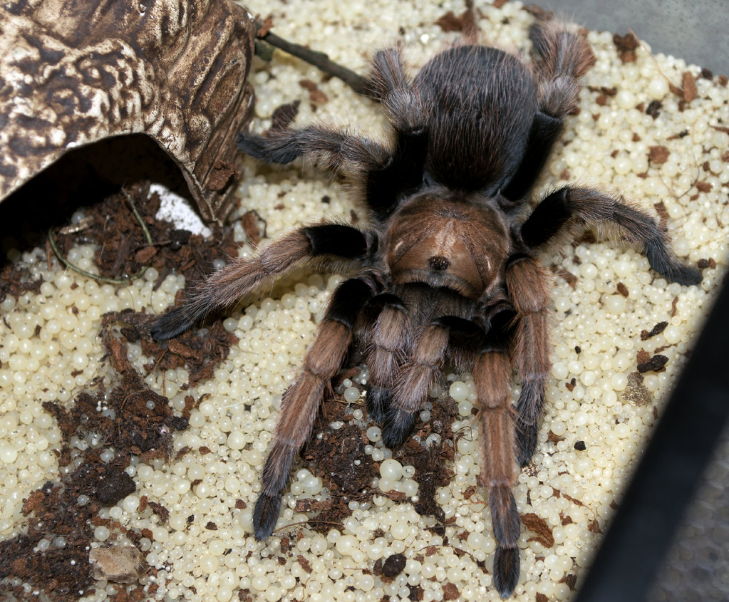 A. Chalcodes "George"