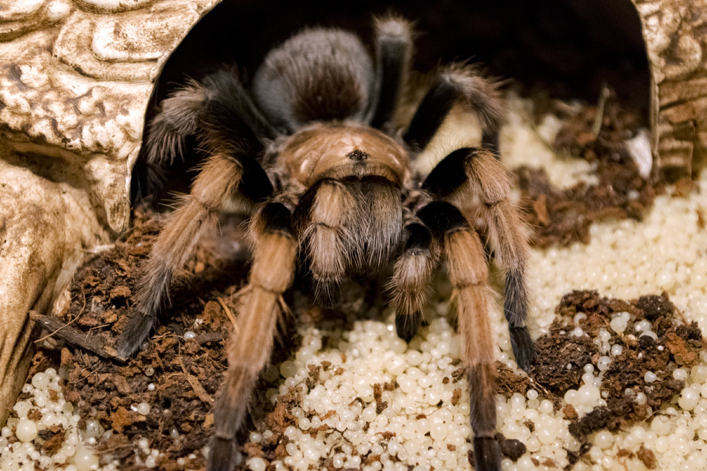 A. Chalcodes "George"