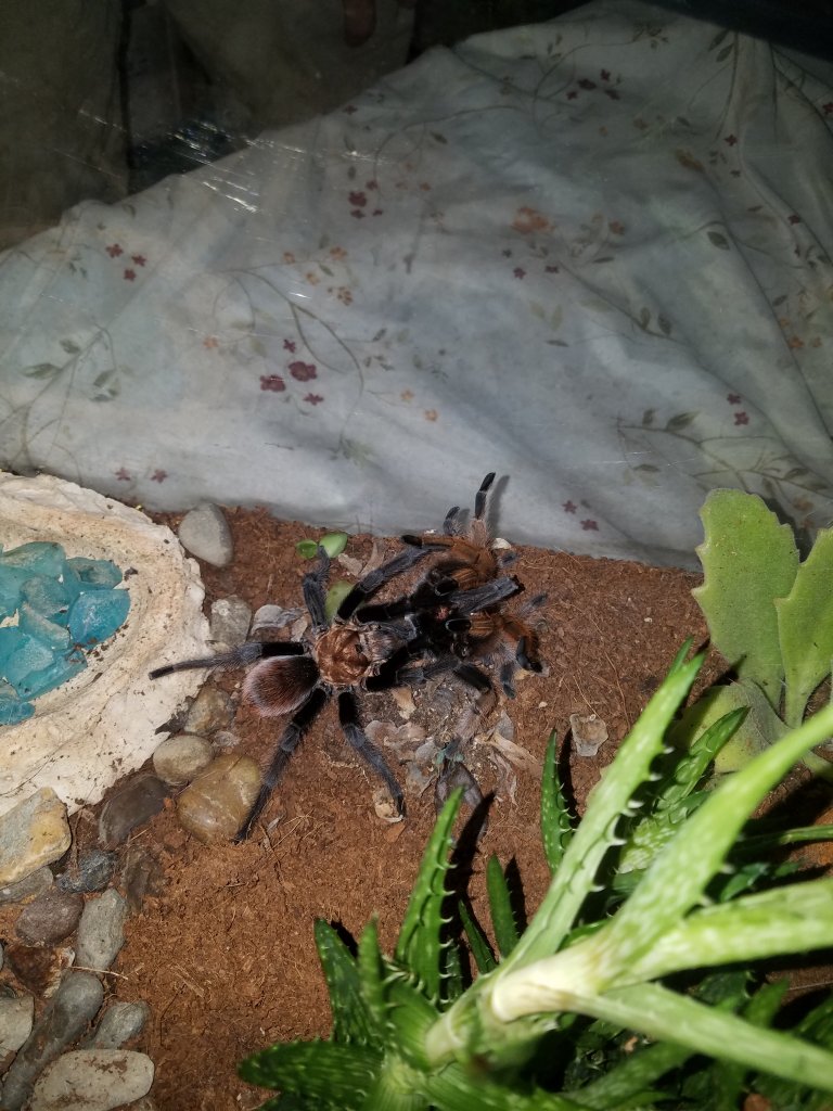 A. chalcodes getting busy