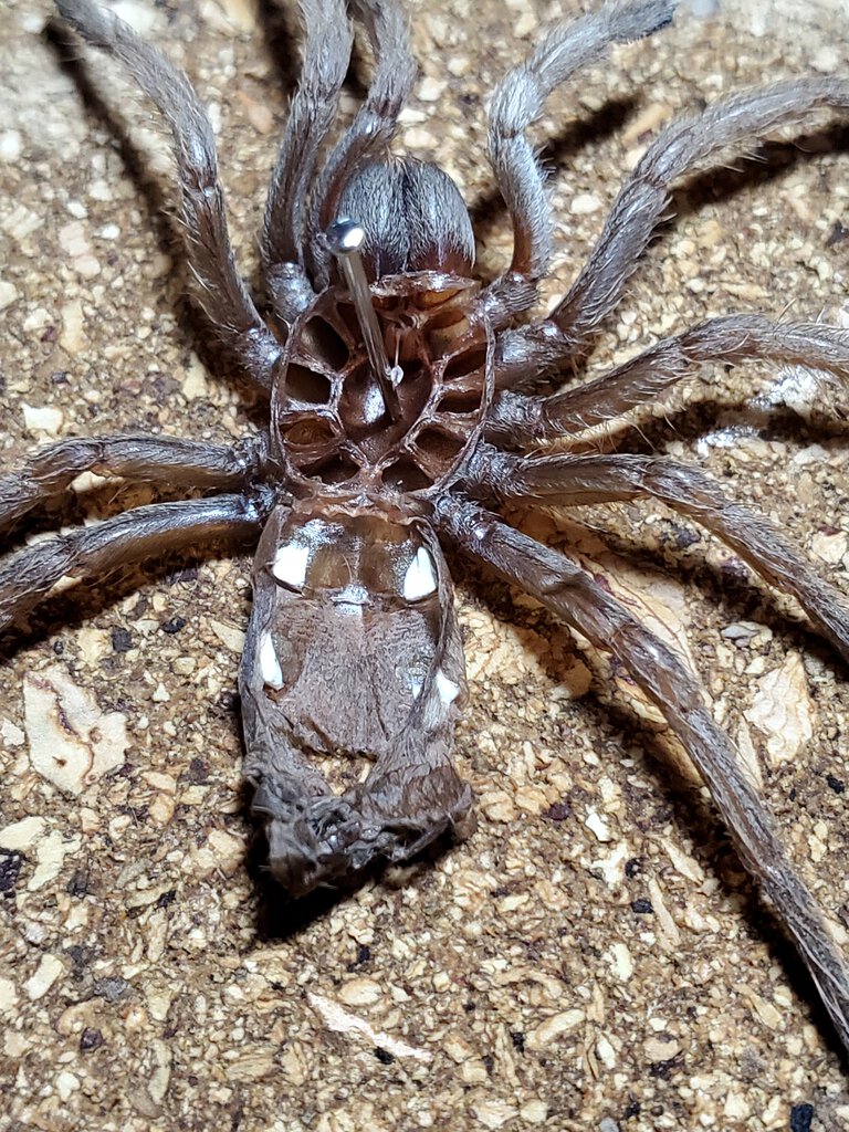 A. Chalcodes [molt sexing]