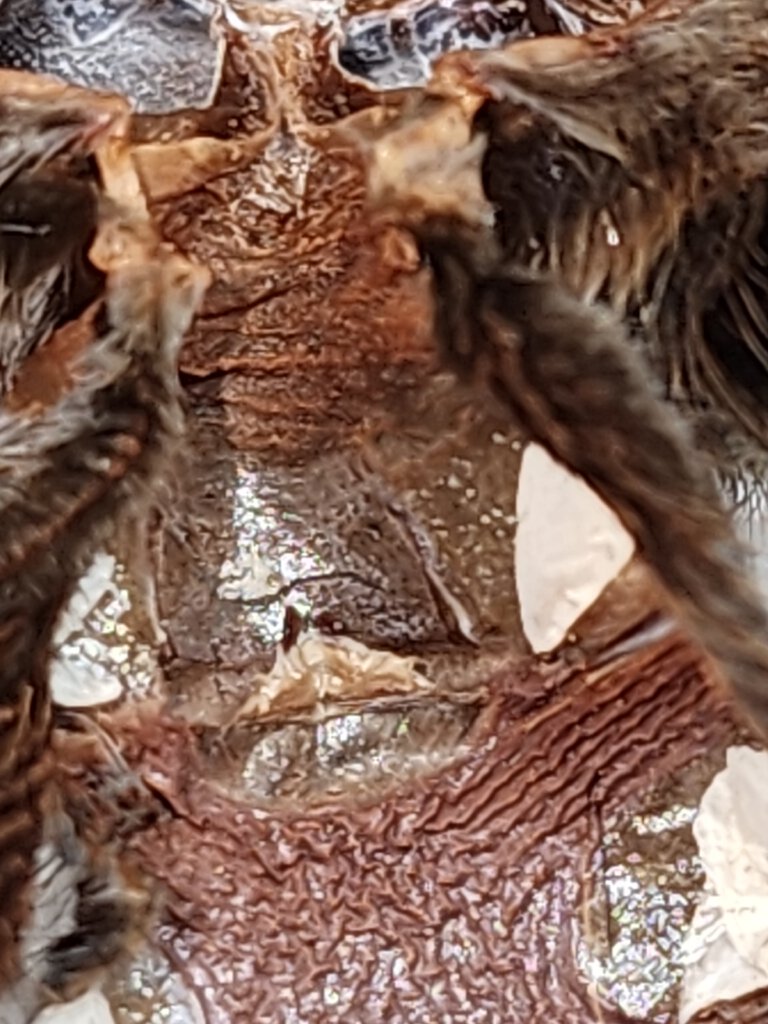 A. Chalcodes molt