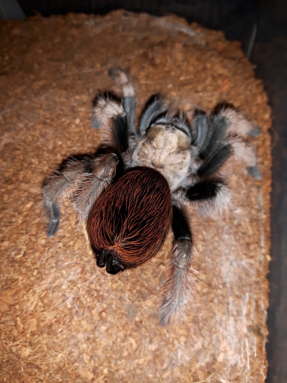 A.chalcodes