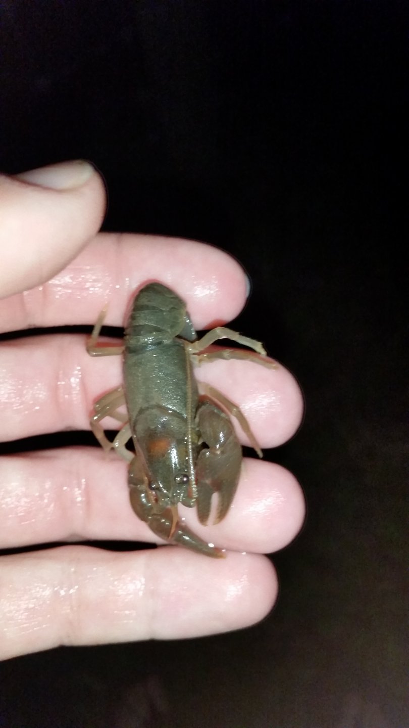 A crayfish