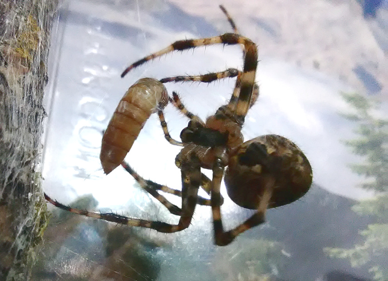 A. diadematus Wrapping Mealworm