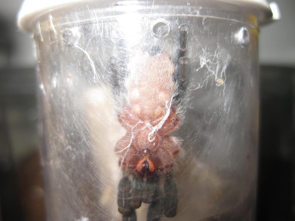 A. Diversipes Male or Female?