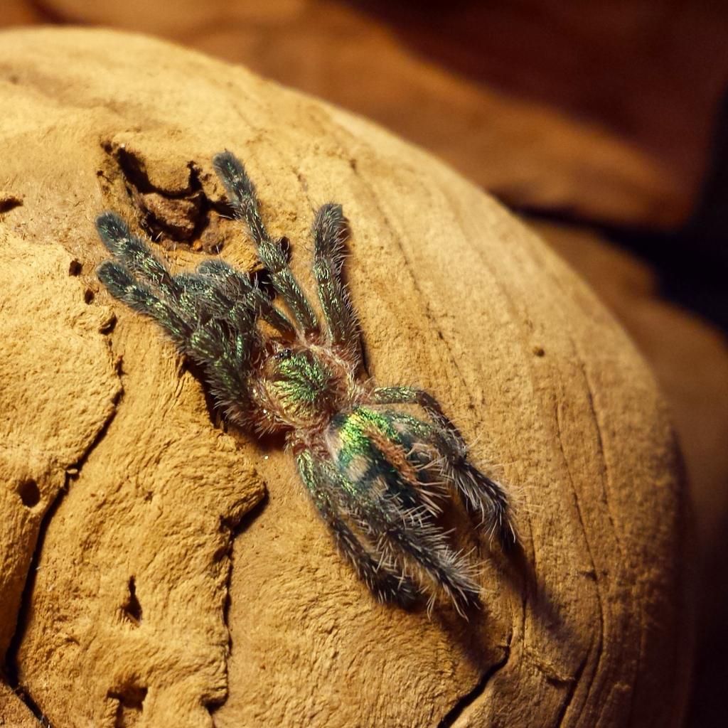 A. Diversipes