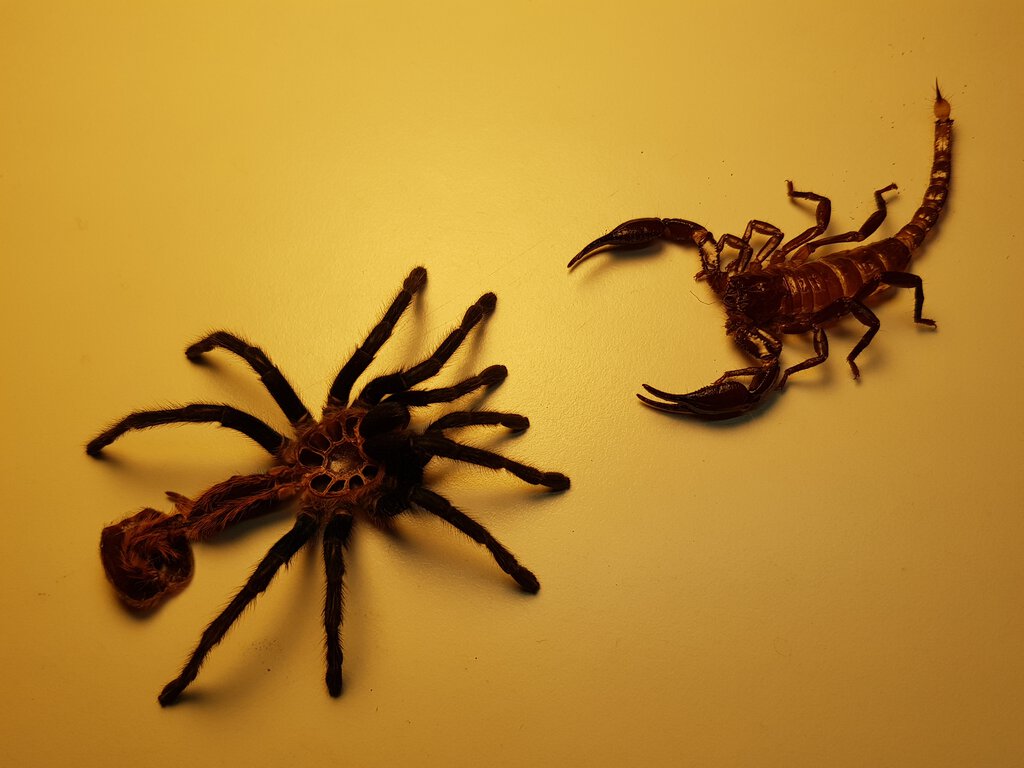 A face-off between a GBB and a Asian Forest Scorpion