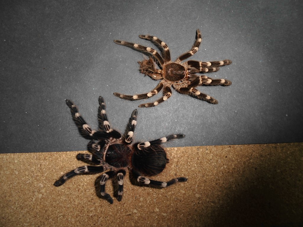 A.gen molt and after molt.