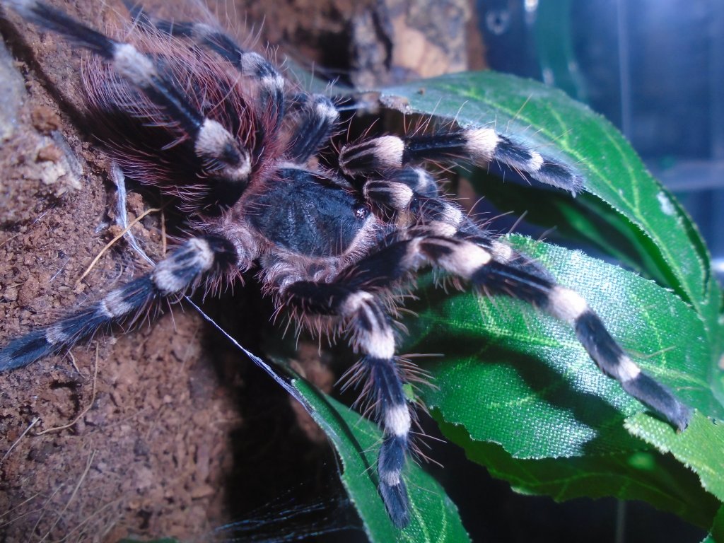 A. genic just after molt