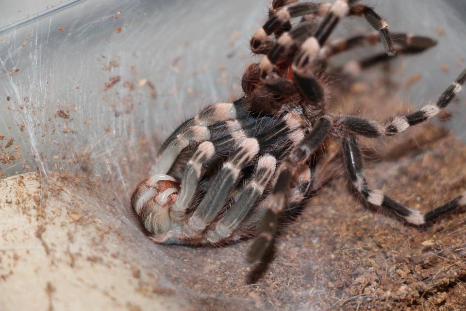 A. Genic molting