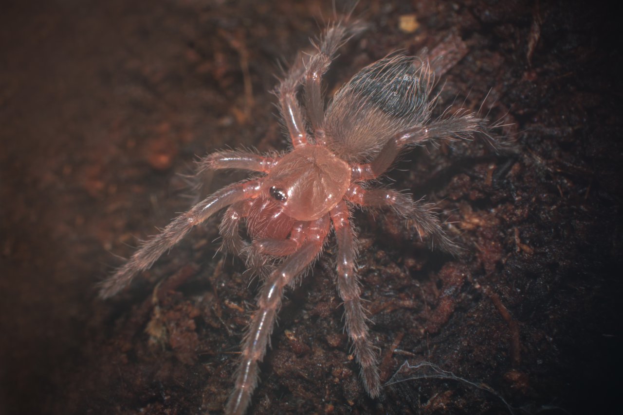 A.geniculata - 0.8 inch sling