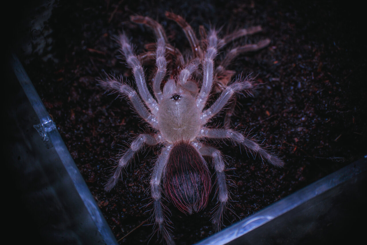 A.geniculata - 1+ inch sling