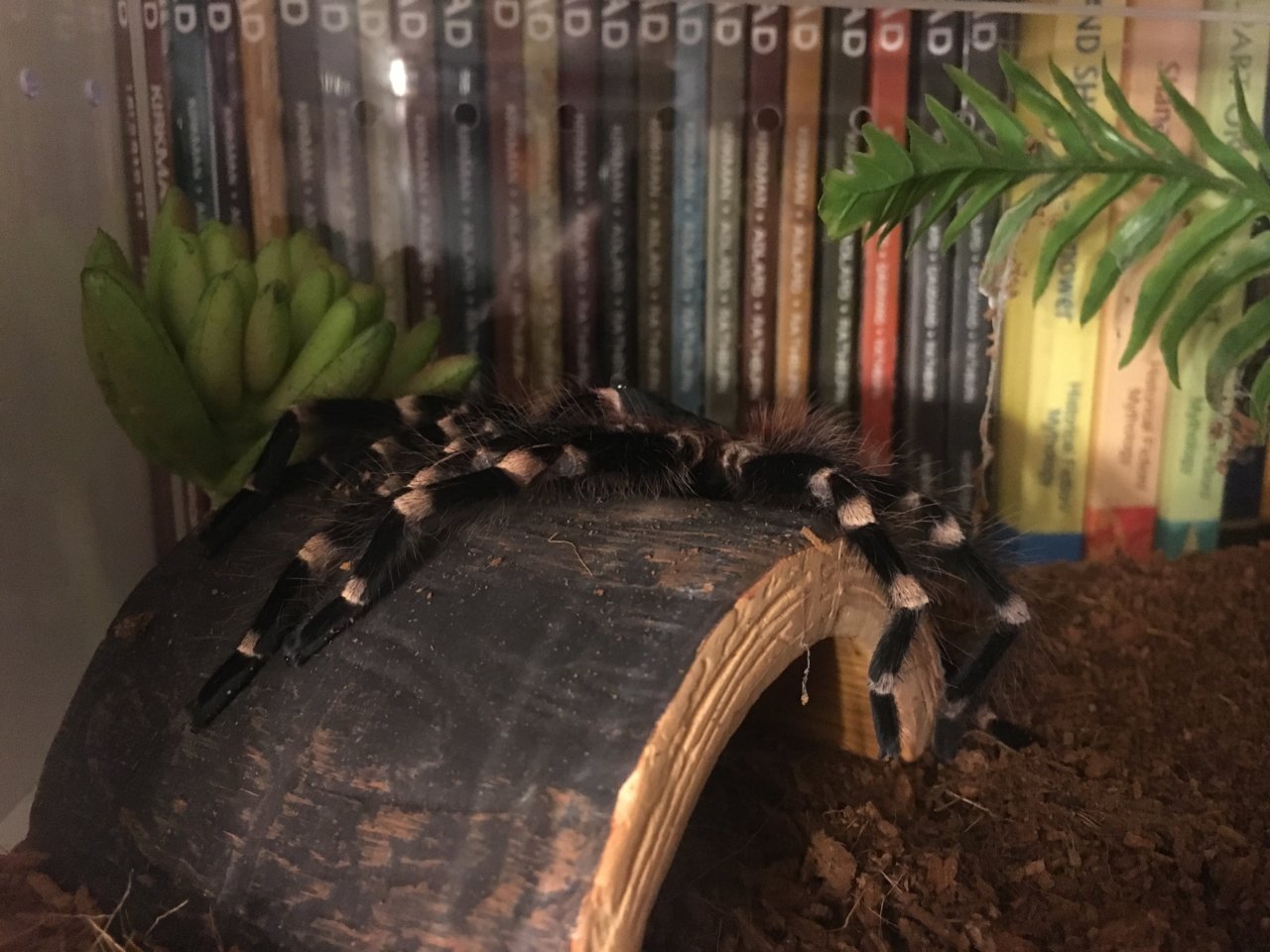 A. geniculata 1 week post molt