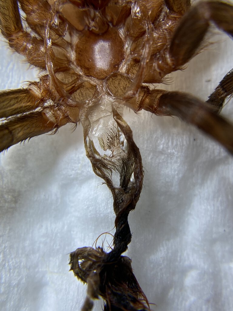 A. geniculata (~2” DLS)