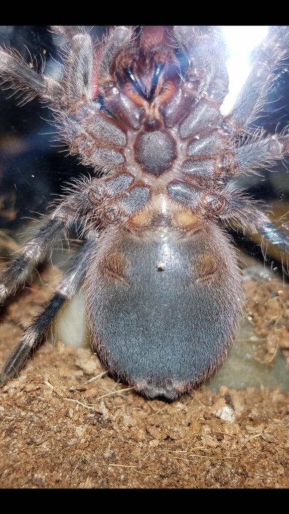 A. Geniculata 2" [1/2]